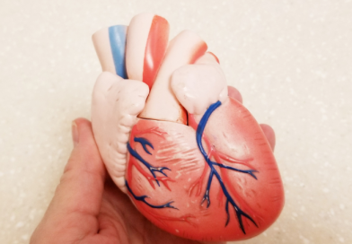 Cientistas brasileiros projetam inovações em válvula cardíaca